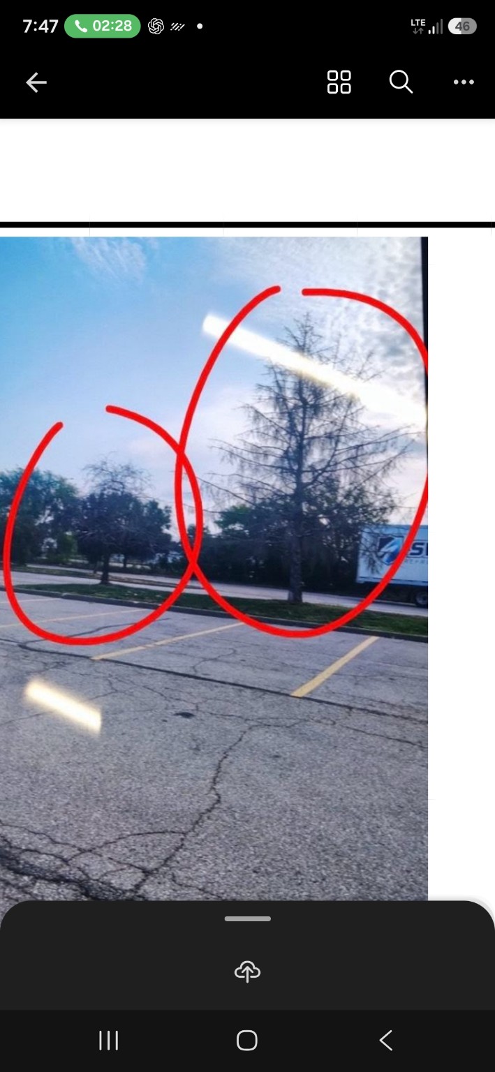 Before view of dead trees marked for replacement at the Rusty Road commercial property