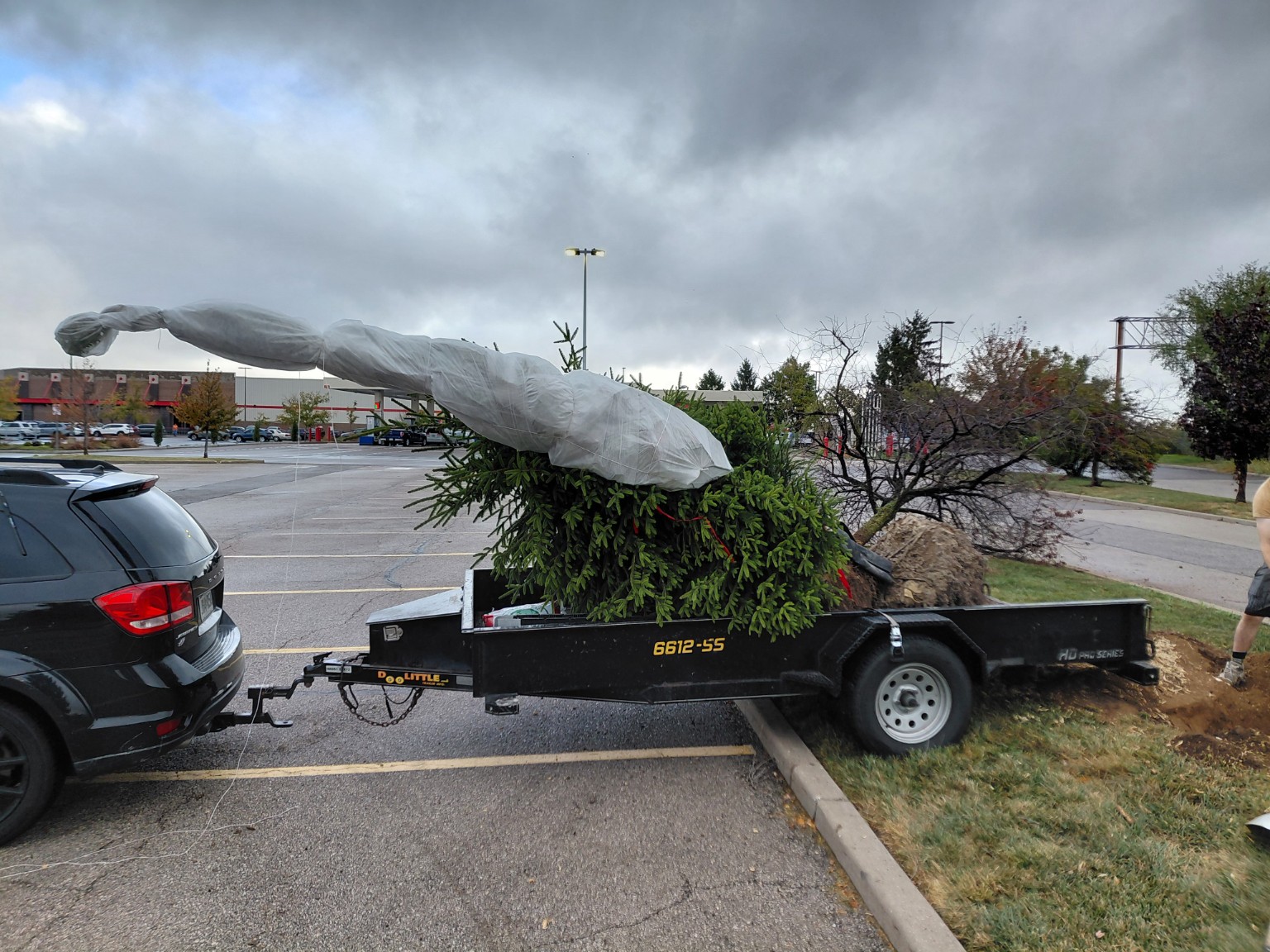 Trailer transporting tree material and evergreen foliage for commercial landscape work