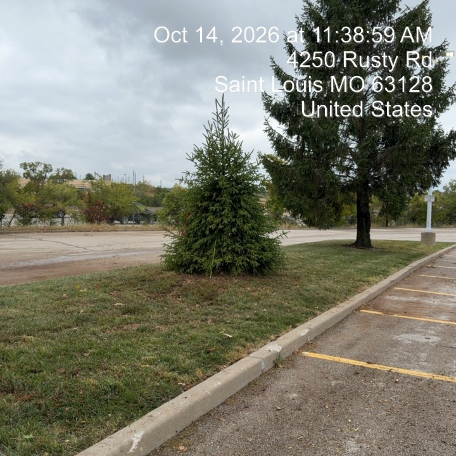 New Norway Spruce planted beside the commercial parking lot at Target on Rusty Road