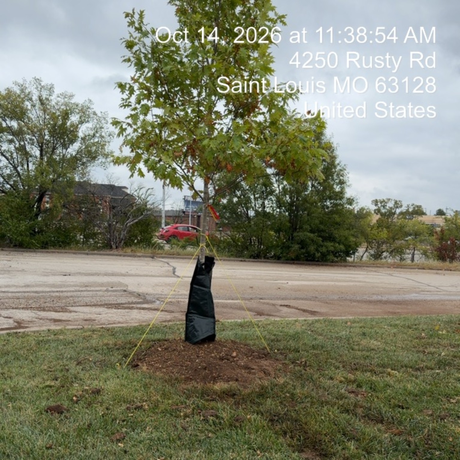 New Black Oak with stakes mulch and watering bag at the Rusty Road Target